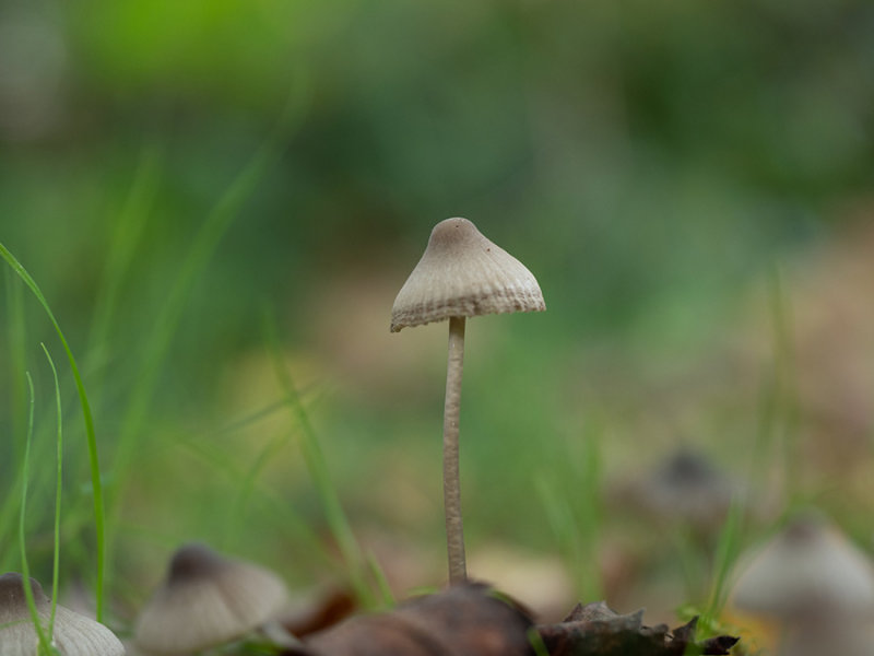 Mycena sp.