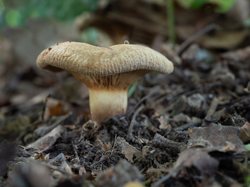 Paxillus involutus