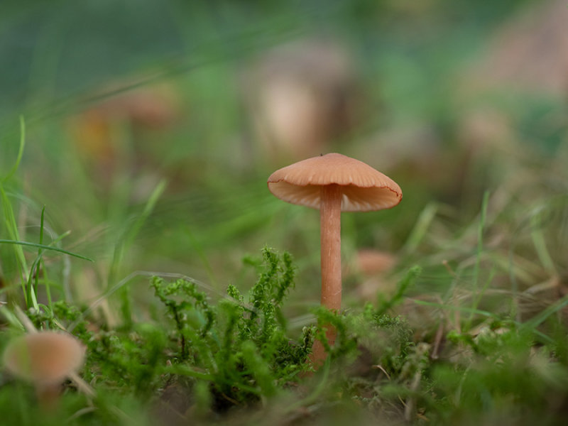 Laccaria laccata