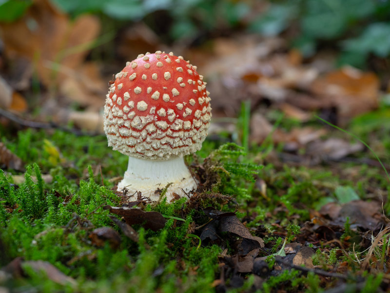 Amanita muscaria