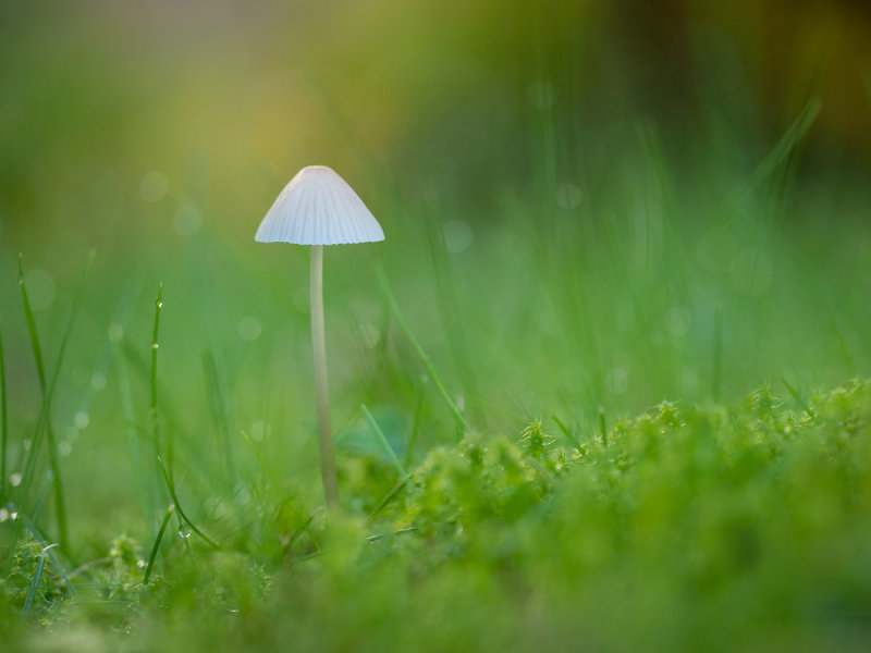 Mycena sp.
