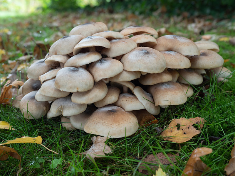 Armillaria ostoyae