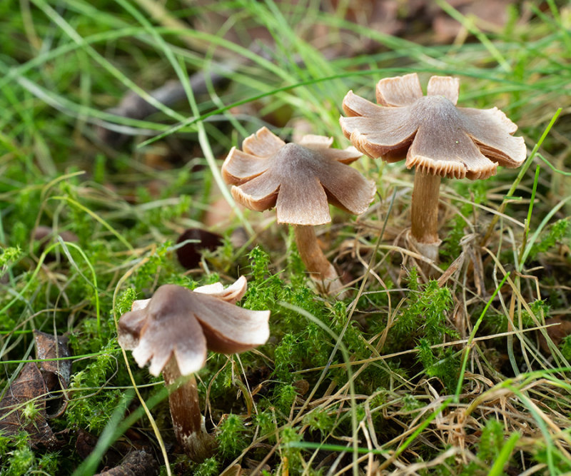 Inocybe sp.   