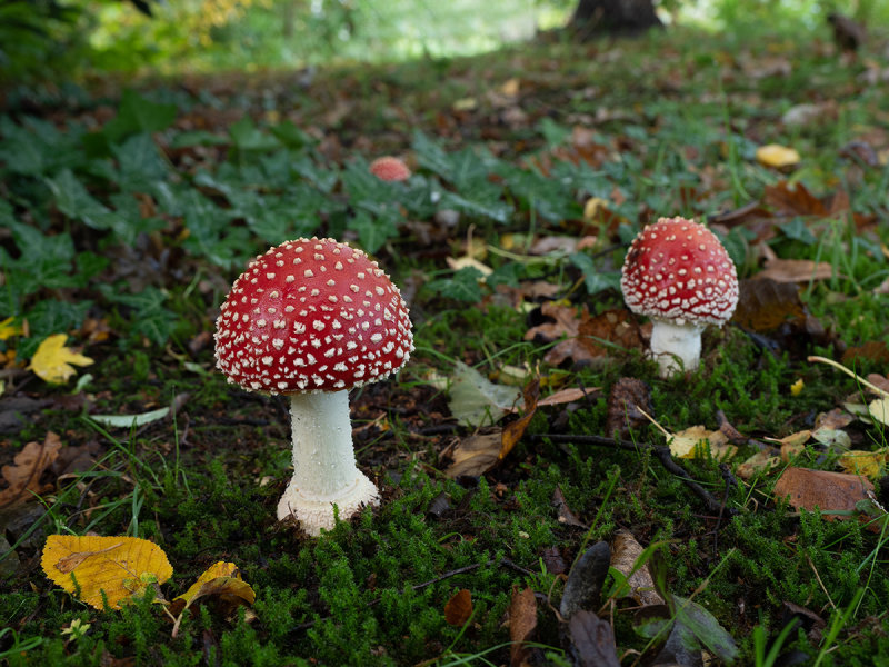 Amanita muscaria