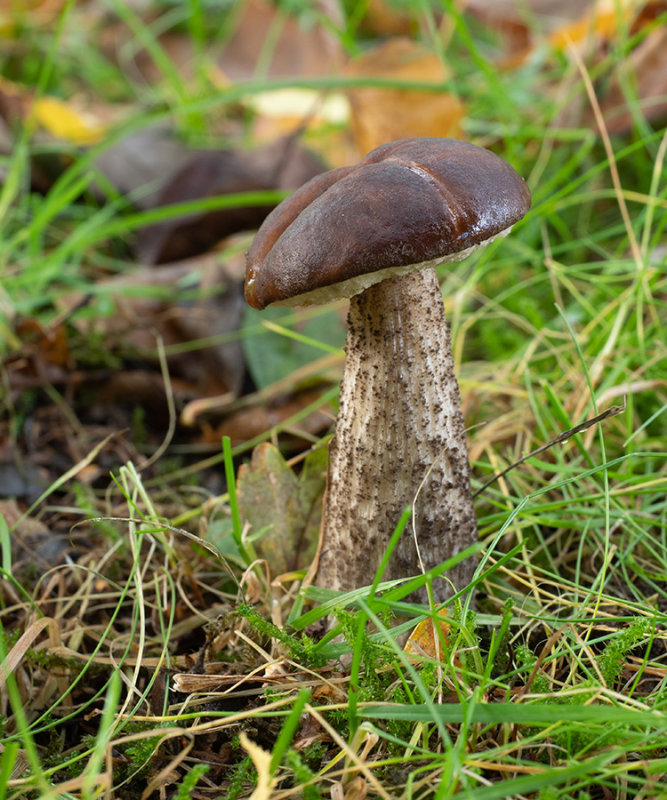 Leccinum scabrum