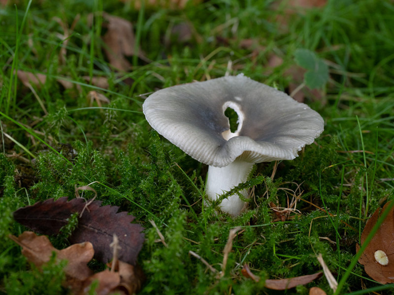 Russula grisea   