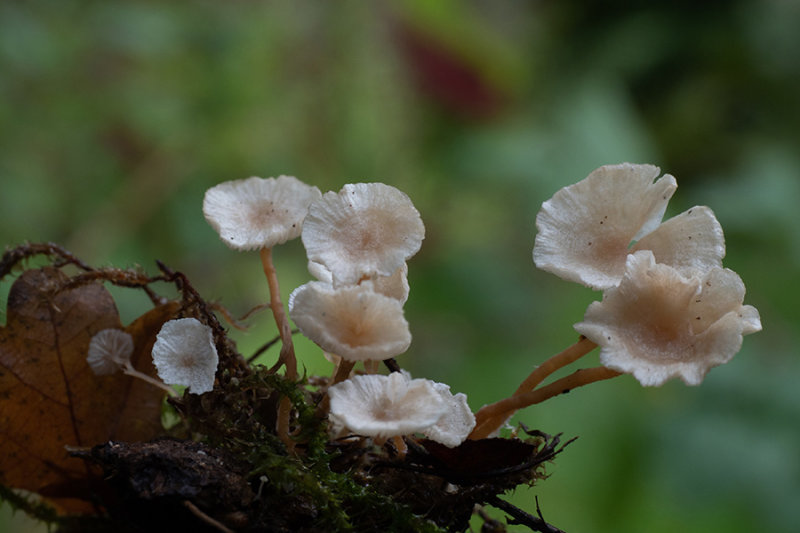 Marasmiellus vaillantii      