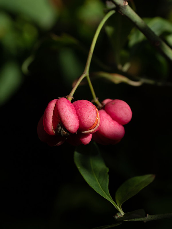 Euonymus europaeus