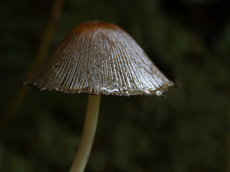 Coprinus sp.