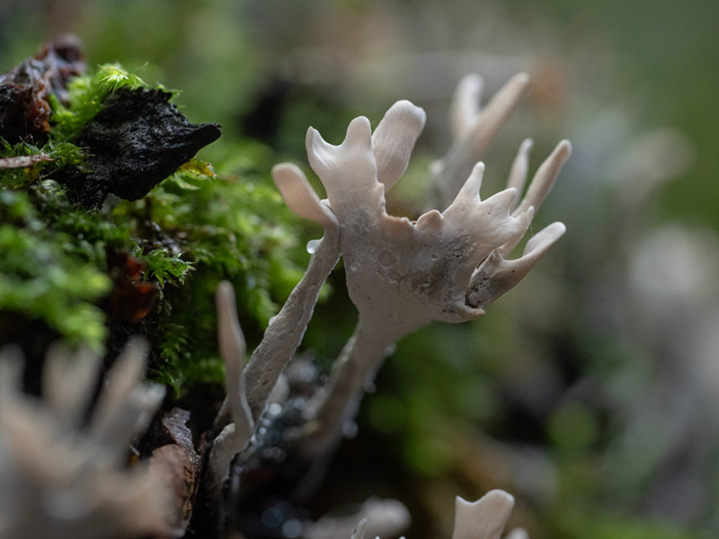 Xylaria hypoxylon