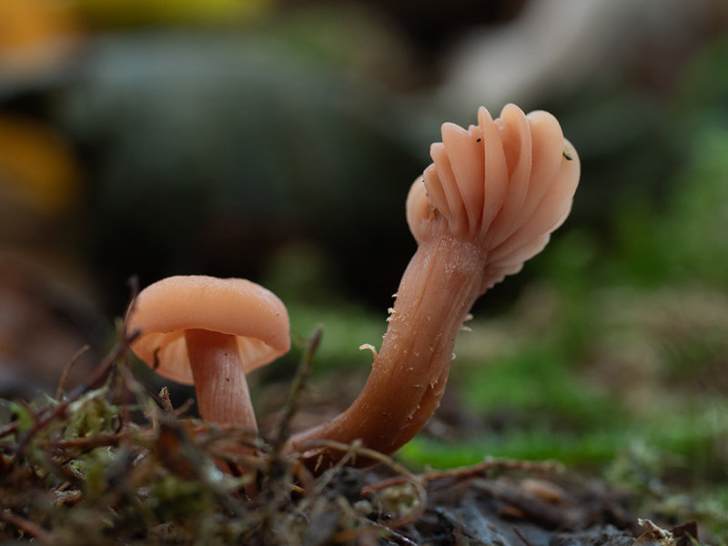 Laccaria laccata