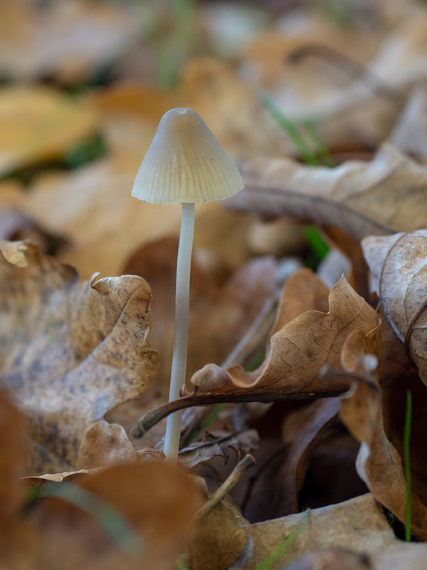 Mycena sp.