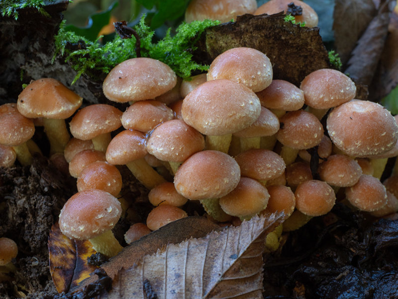 Hypholoma fasciculare