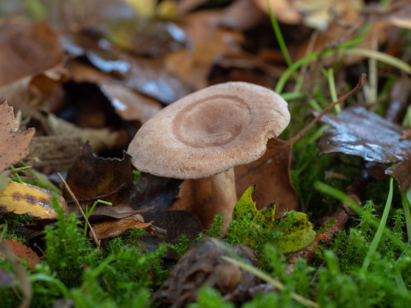 Lactarius glyciosmus