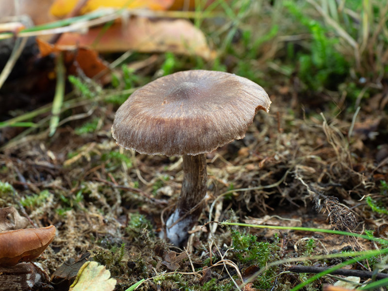 Inocybe  spec.   