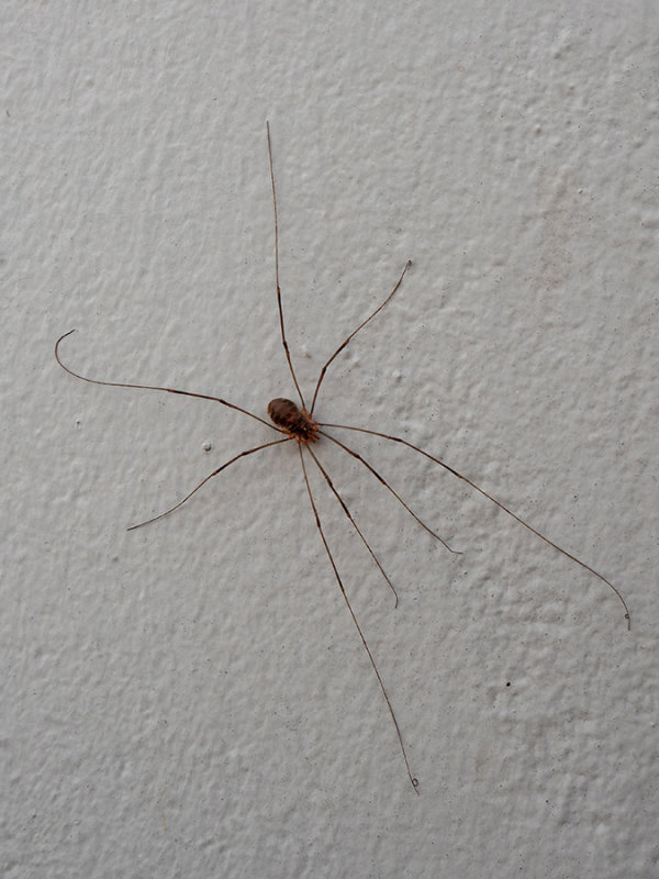 Opiliones spec.   
