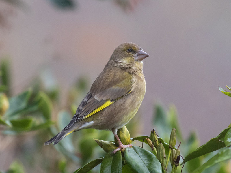 Greenfinch 