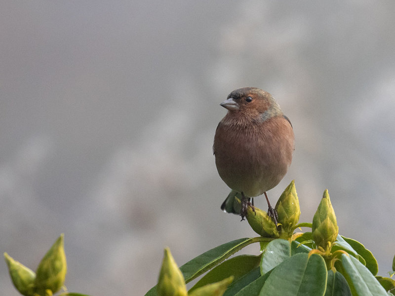 Chaffinch ♂