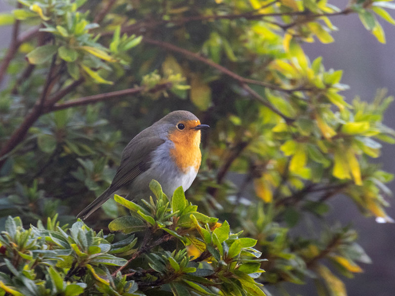 Robin