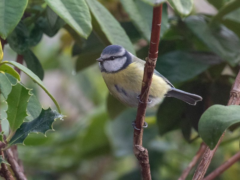 Blue Tit