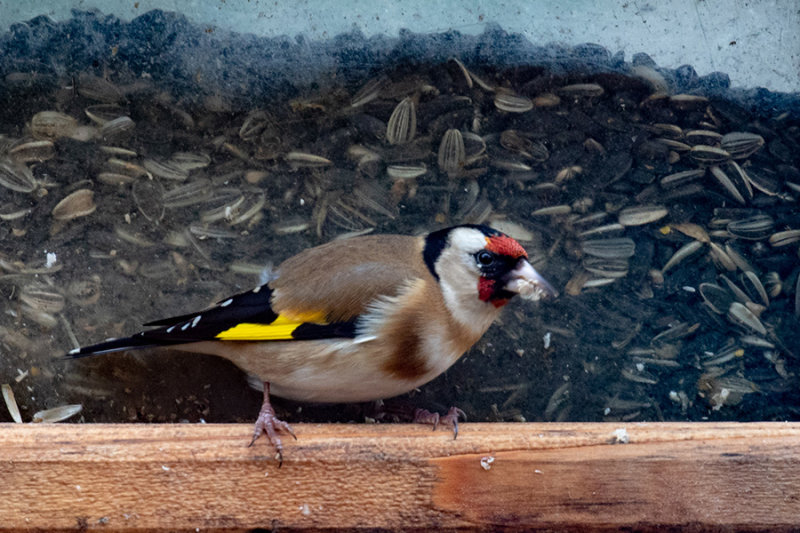 Goldfinch