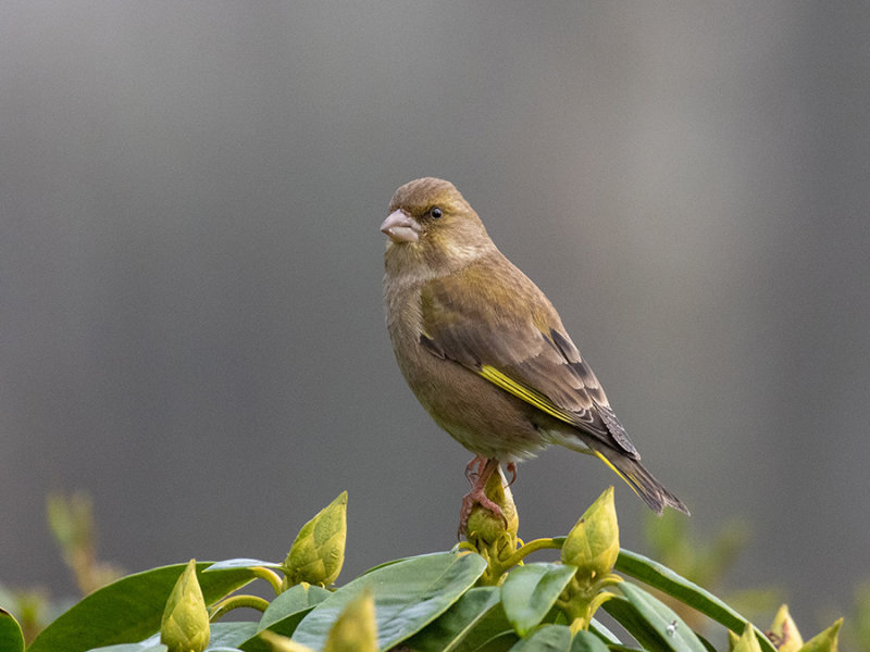 Greenfinch