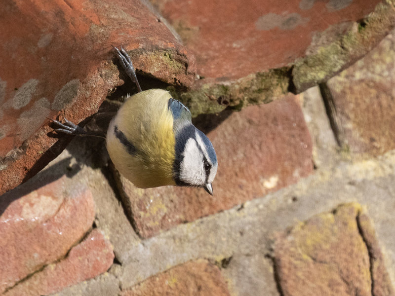 Blue Tit