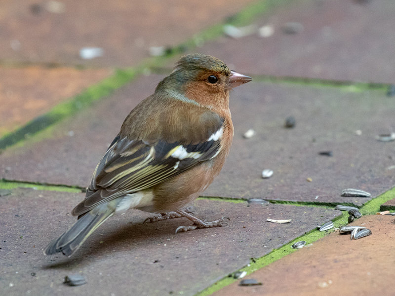 Chaffinch (male)