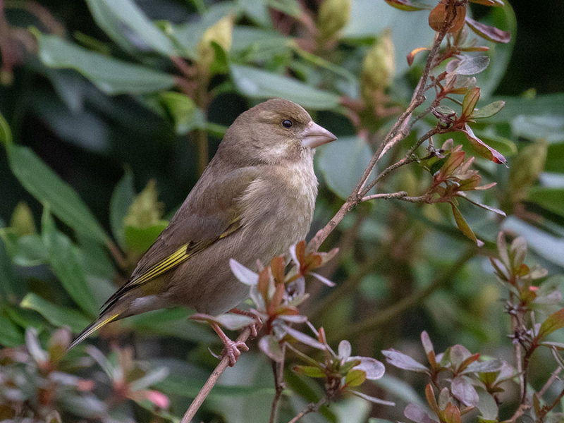 Greenfinch (female)