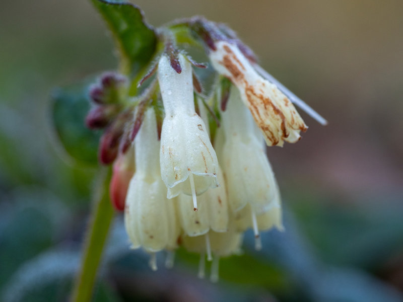 Symphytum tuberosum