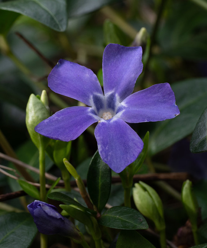 Vinca minor