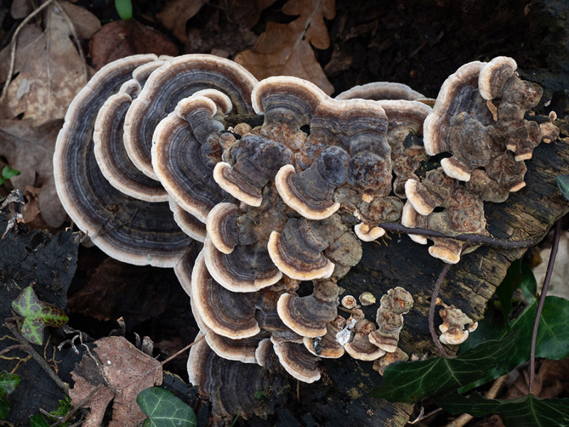 Trametes versicolor  
