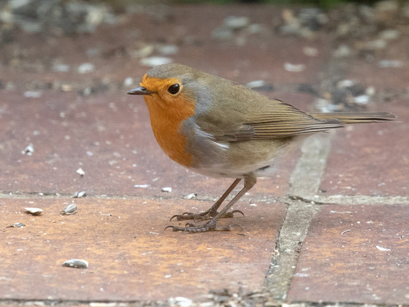 Robin
