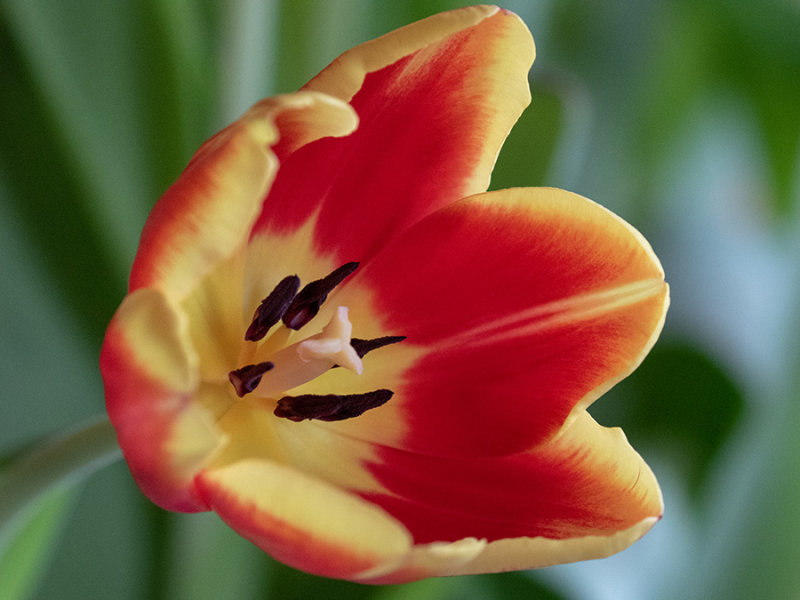 Tulip