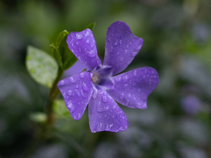 Vinca minor