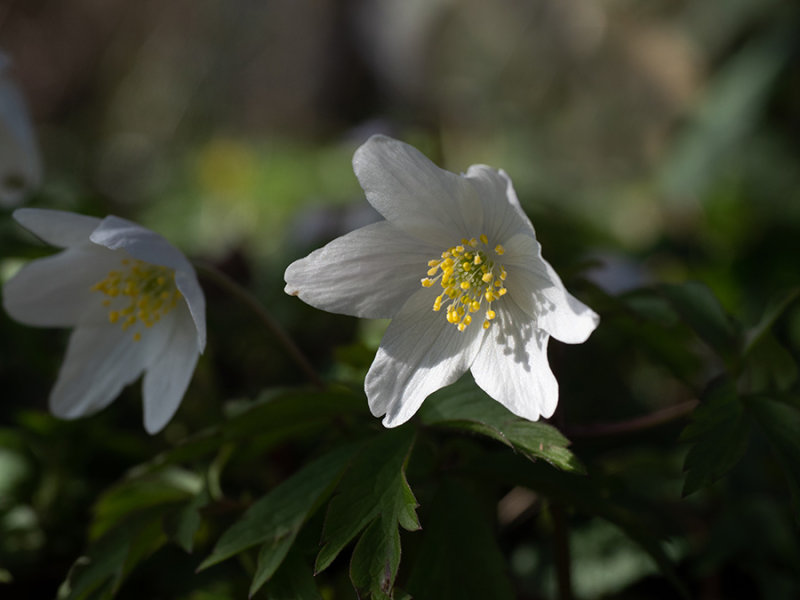 Anemone nemorosa