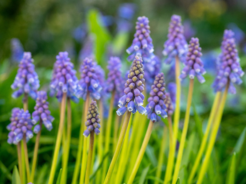 Muscari botryoides
