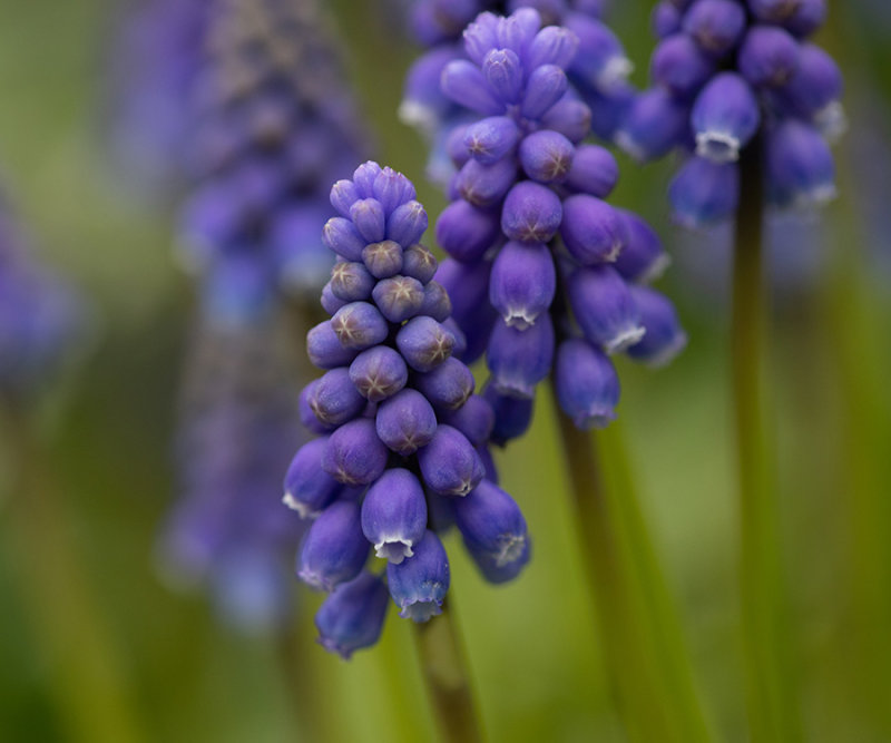 Muscari botryoides