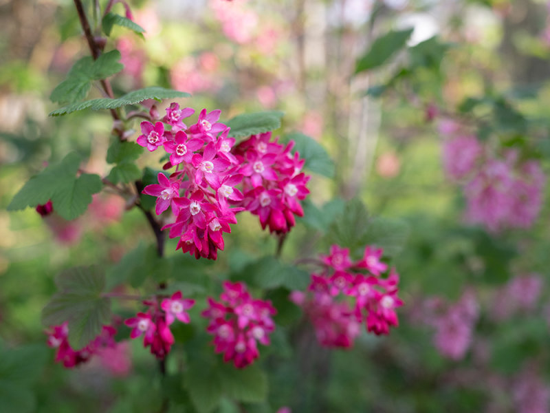 Ribes