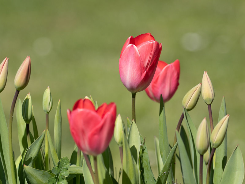 Tulips