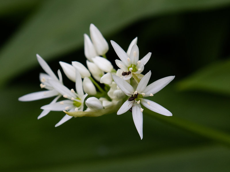 Allium ursinum