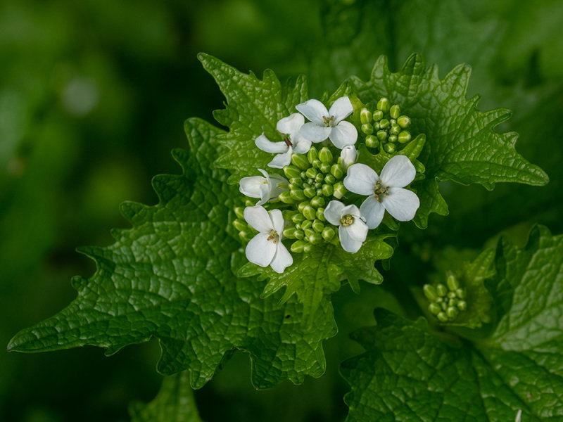 Alliaria petiolata