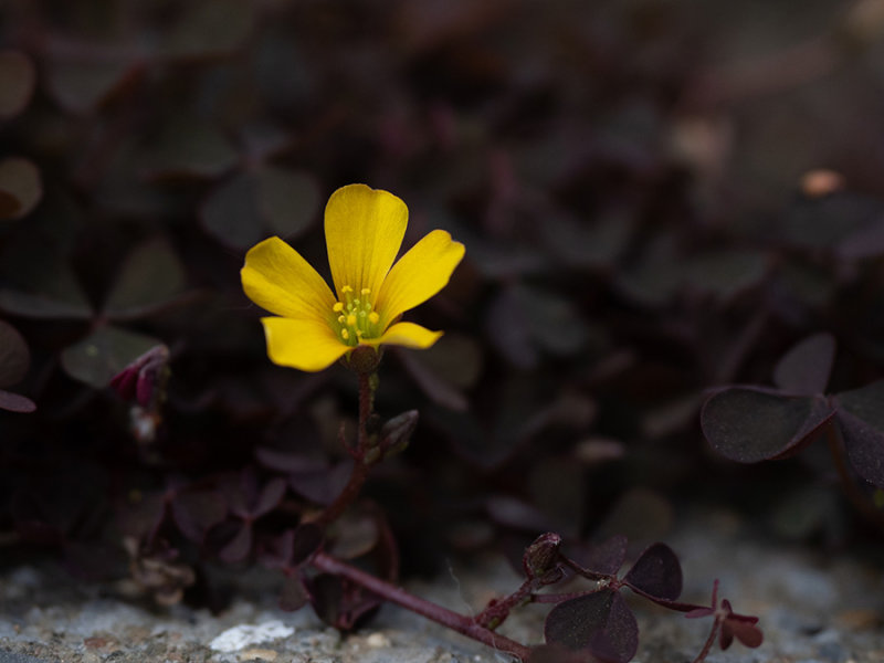 Oxalis corniculata