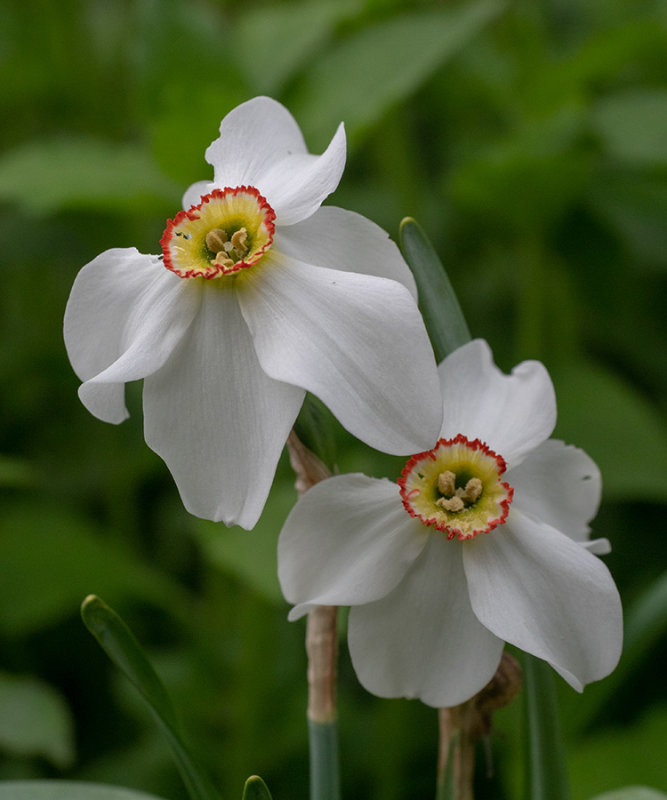 Narcissus poeticus
