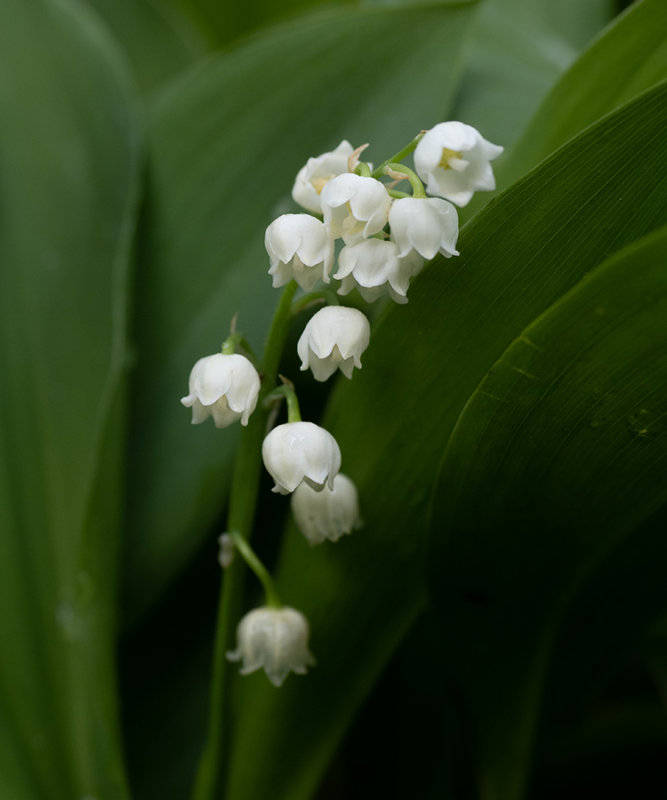 Convallaria majalis
