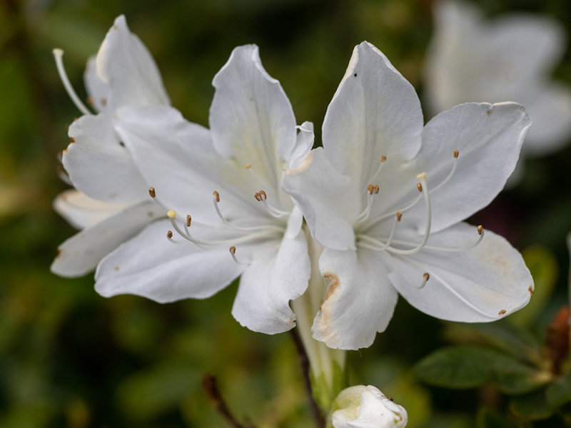 Rhododendron