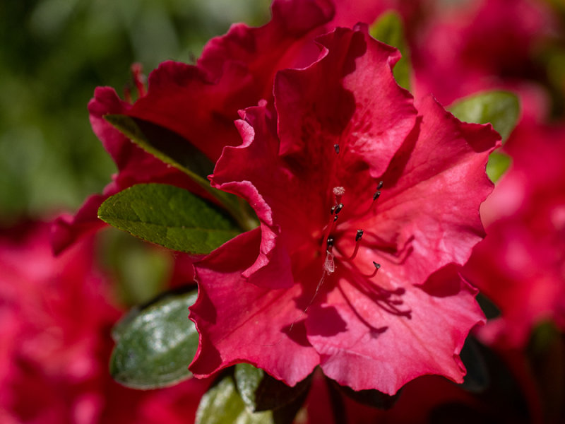 Rhododendron