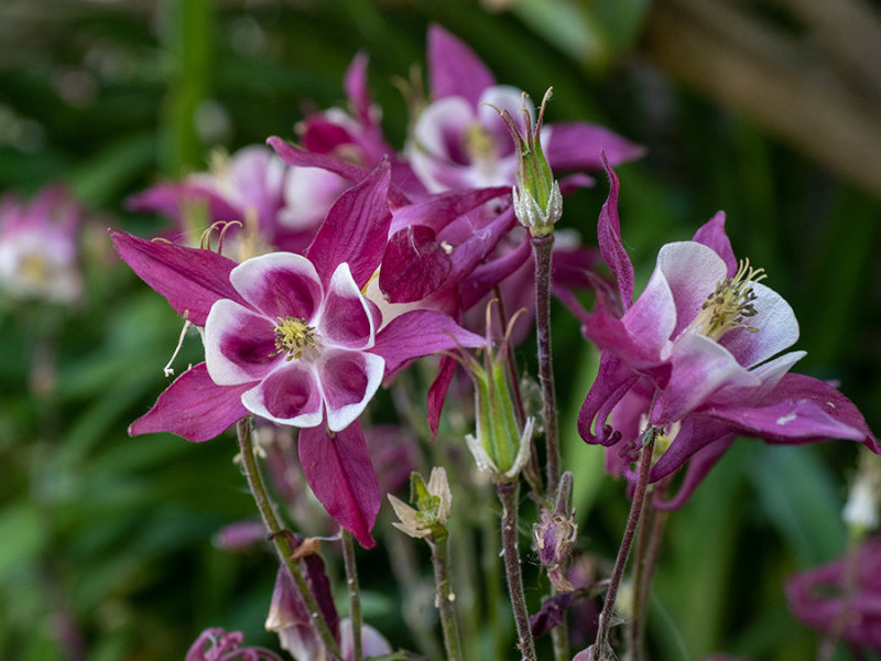 Aquilegia
