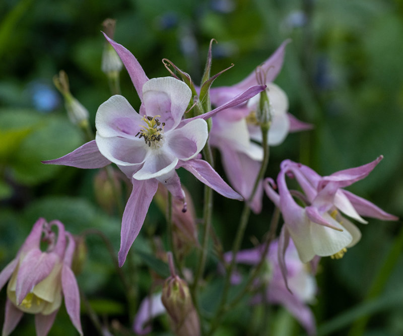 Aquilegia