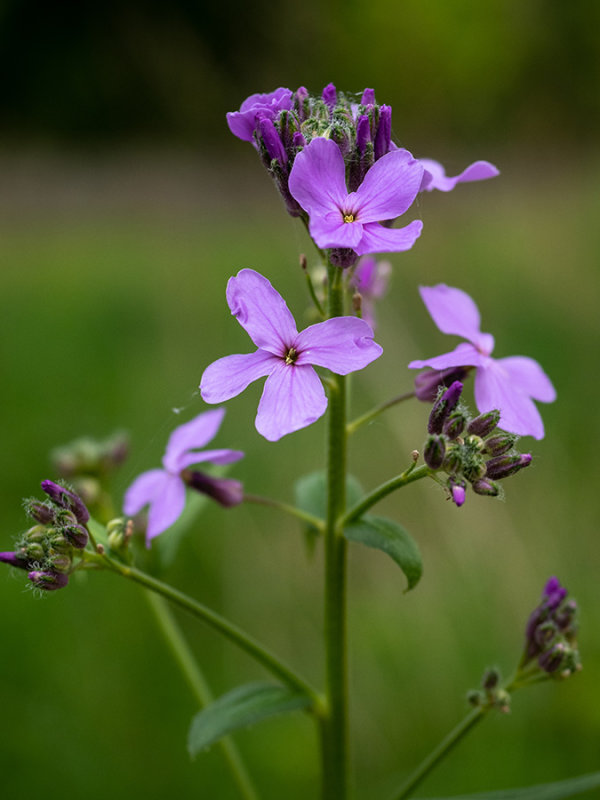 Hesperis matronalis    